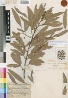 Isotype of Rhus cinerea R.Fernandes & A.Fernandes [family ANACARDIACEAE]