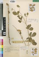 Holotype of Crotalaria barnabassii Dinter ex Baker f. var. cunenensis Torre [family LEGUMINOSAE-PAP]