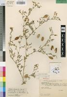 Holotype of Crotalaria damarensis Engl. var. maraisiana Torre [family LEGUMINOSAE-PAP]