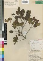 Paratype of Memecylon sessilicarpum R.Fernandes & A.Fernandes [family MELASTOMATACEAE]