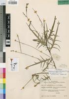 Isotype of Tricliceras longepedunculatum (Mast.) R.Fernandes var. eratense R.Fernandes [family TURNERACEAE]