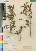 Holotype of Pteleopsis barbosae Exell [family COMBRETACEAE]