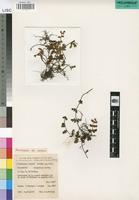 Paratype of Notholaena leachii Schelpe [family ADIANTACEAE]
