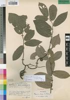 Paratype of Popowia chasei N. Robson [family ANNONACEAE]