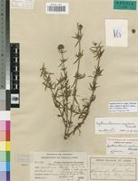 Paratype of Agathisanthemum angolense Bremek [family RUBIACEAE]