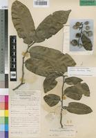 Paratype of Dichapetalum zambesianum Torre [family DICHAPETALACEAE]