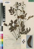Holotype of Xylia mendoncae Torre [family LEGUMINOSAE-MIM]