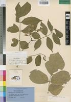 Isotype of Millettia mossambicensis Gillett [family LEGUMINOSAE-PAP]