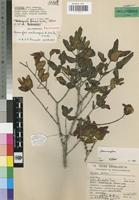 Paratype of Memecylon sessilicarpum R.Fernandes & A.Fernandes [family MELASTOMATACEAE]