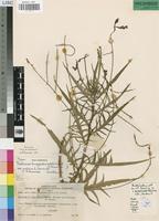 Isotype of Tricliceras longepedunculatum (Mast.) R.Fernandes var. eratense R.Fernandes [family TURNERACEAE]