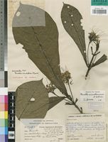 Isotype of Pavetta viridiflora R.D.Good [family RUBIACEAE]