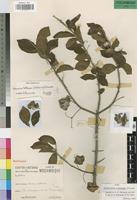Holotype of Holmskioldia subintegra Moldenke [family VERBENACEAE]