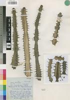 Isotype of Euphorbia griseola Pax subsp. zambiensis Leach [family EUPHORBIACEAE]