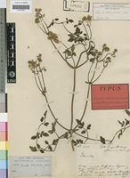 Type of Clematis welwitschii Hiern ex Kuntze [family RANUNCULACEAE]