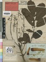 Holotype of Swietenia angolensis Welw. [family MELIACEAE]