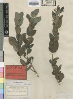 Isotype of Hippocratea parvifolia Oliv. [family CELASTRACEAE]