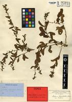 Type of Seddera suffruticosa (Schinz) Hallier f. var. suffruticosa [family CONVOLVULACEAE]