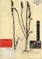 Type of Alectra rigida (Hiern)Hemsl. [family ORONBANCHACEAE]