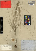 Type of Asparagus equisetoides Welw. ex Baker [family ASPARAGACEAE]