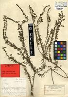 Syntype of Selago welwitschii Rolfe [family SCROPHULARIACEAE]