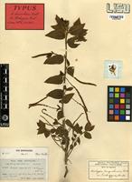 Type of Acalypha benguelensis Müll.Arg. var. trichogyne Müll.Arg. [family EUPHORBIACEAE]