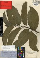 Type of Morus excelsa Welw. [family MORACEAE]