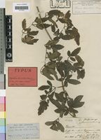 Type of Clematis welwitschii Hiern ex Kuntze [family RANUNCULACEAE]