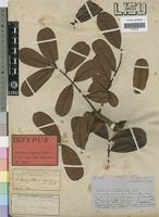 Isotype of Swietenia angolensis Welw. [family MELIACEAE]