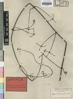 Isotype of Hippocratea parvifolia Oliv. [family CELASTRACEAE]