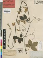 Holotype of Vitis concinna Planch. [family VITACEAE]