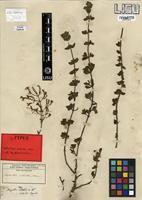 Syntype of Aeolanthus sedoides Hiern [family LAMIACEAE]