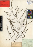 Type of Asparagus benguellensis Baker [family ASPARAGACEAE]
