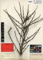 Type of Asparagus deflexus Baker [family ASPARAGACEAE]