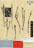 Type of Striga bilabiata (Thunb.) Kuntze subsp. bilabiata [family ORONBANCHACEAE]