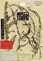 Syntype of Selago welwitschii Rolfe [family SCROPHULARIACEAE]