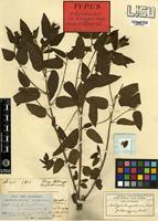 Type of Acalypha benguelensis Müll.Arg. var. adenogyne Müll.Arg. [family EUPHORBIACEAE]