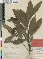 Type of Pavetta nitidula Welw. ex Hiern [family RUBIACEAE]