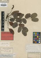 Holotype of Burkea africana Hook. var. cordata Welw. ex Oliv. [family LEGUMINOSAE-CAES]