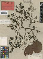 Type? of Pterocarpus mellifer Welw. [family LEGUMINOSAE-PAP]