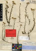 Type of Nidorella resedifolia DC. subsp. resedifolia [family ASTERACEAE]