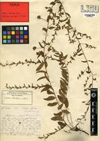 Type of Seddera suffruticosa (Schinz) Hallier f. var. suffruticosa [family CONVOLVULACEAE]