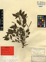 Type of Acalypha benguelensis Müll.Arg. var. adenogyne Müll.Arg. [family EUPHORBIACEAE]