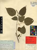 Type of Mallotus oppositifolius (Geiseler) Müll.Arg. var. genuinus Müll. Arg. [family EUPHORBIACEAE]
