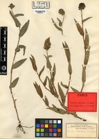Type of Aneilema welwitschii C.B.Clarke [family COMMELINACEAE]