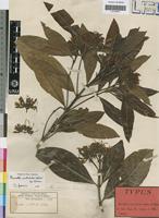 Type of Pavetta nitidula Welw. ex Hiern [family RUBIACEAE]