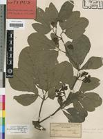 Isotype of Vitis obtusata Welw. ex Baker [family VITACEAE]