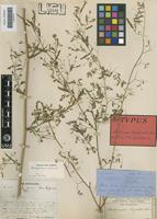 Holotype of Aeschynomene oligantha Welw. ex Baker [family LEGUMINOSAE-PAP]