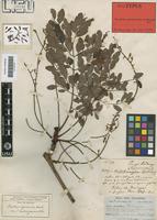 Holotype of Burkea africana Hook. var. andongensis Oliv. [family LEGUMINOSAE-CAES]