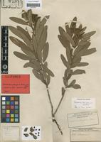 Isotype of Eriosema andongense Hiern ex Bak. [family LEGUMINOSAE-PAP]