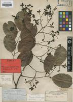 Type? of Pterocarpus mellifer Welw. [family LEGUMINOSAE-PAP]